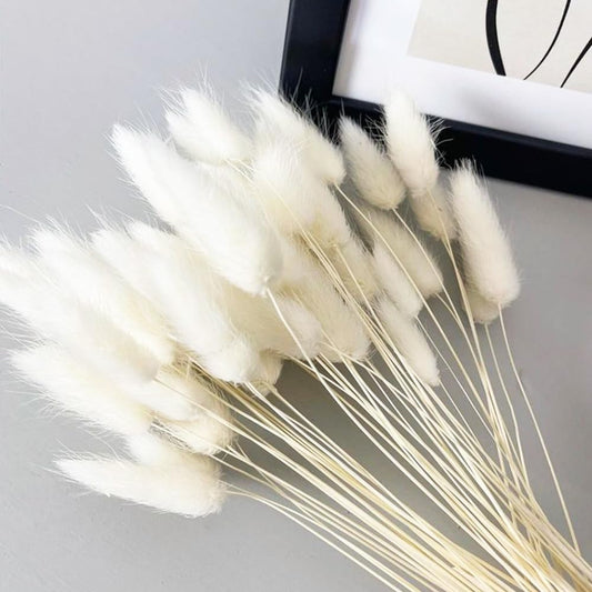 60 Stems Bunny Tails White Pampas Grass Decor