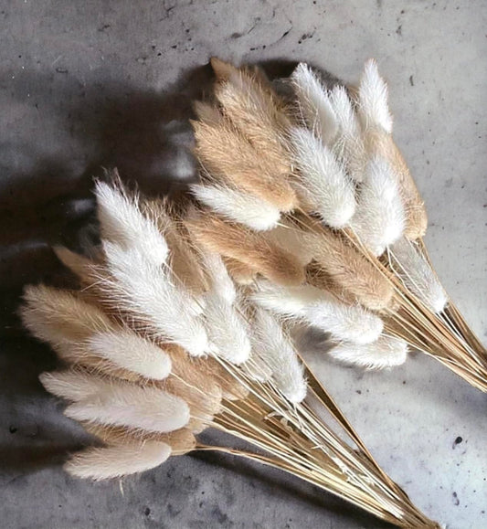 100 Stems Mix Lagurus Bunny Tails Pampas Grass Decor