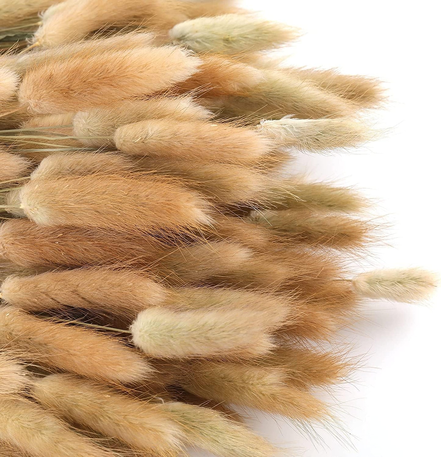 200PCS Bunny Tails Dried Flowers, 13inch Natural Rabbit Tail Grass